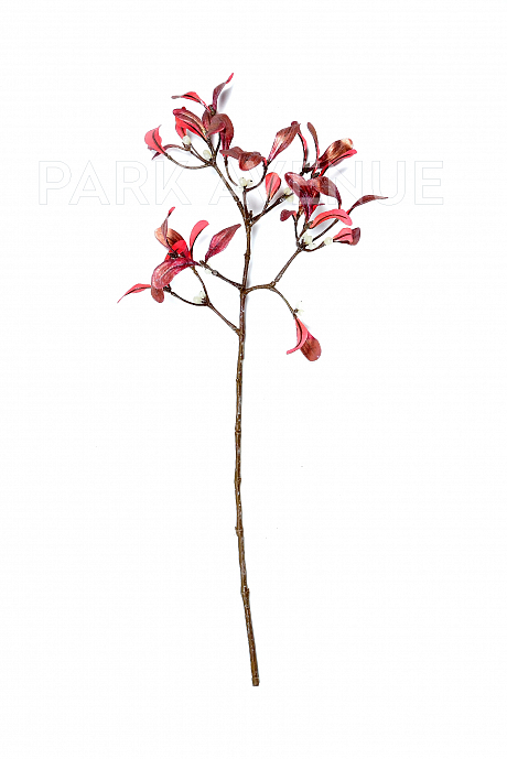 Ветвь омелы